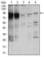 STAT5 alpha Antibody in Western Blot (WB)