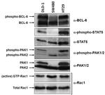 STAT5 alpha Antibody in Western Blot (WB)