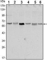 LKB1 Antibody in Western Blot (WB)