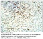 Stra6 Antibody in Immunohistochemistry (IHC)