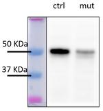 ATG12-ATG5 Antibody