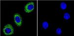 ATP1A1 Antibody in Immunocytochemistry (ICC/IF)