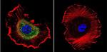 ATP1B1 Antibody in Immunocytochemistry (ICC/IF)