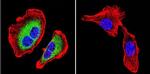 ATP1B1 Antibody in Immunocytochemistry (ICC/IF)