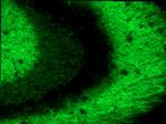 SynGAP Antibody in Immunohistochemistry (IHC)