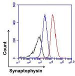 Synaptophysin Antibody in Flow Cytometry (Flow)