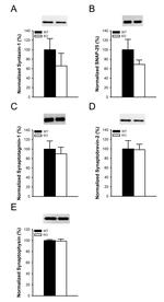 Synaptophysin Antibody in Western Blot (WB)