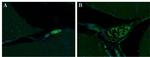 Syntaxin 1 Antibody in Immunohistochemistry (Paraffin) (IHC (P))