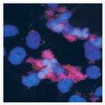 Mouse IgG (H+L) Cross-Adsorbed Secondary Antibody in Immunocytochemistry (ICC/IF)