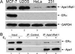 GAPDH Antibody in Western Blot (WB)