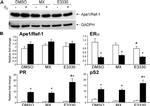 GAPDH Antibody in Western Blot (WB)