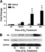 GAPDH Antibody in Western Blot (WB)