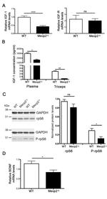 GAPDH Antibody in Western Blot (WB)