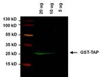 TAP Tag Antibody in Western Blot (WB)