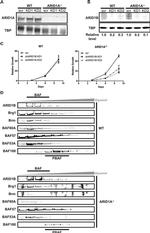 TBP Antibody in Western Blot (WB)