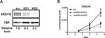 TBP Antibody in Western Blot (WB)