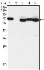 TCF3 Antibody in Western Blot (WB)