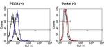 TCR gamma/delta Antibody