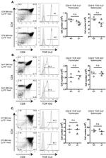 TCR V alpha 2 Antibody in Flow Cytometry (Flow)