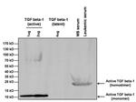 TGF beta-1 Antibody in Western Blot (WB)