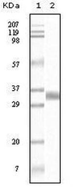 TGF beta-1 Antibody in Western Blot (WB)