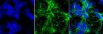 Tyrosine Hydroxylase Antibody in Immunocytochemistry (ICC/IF)