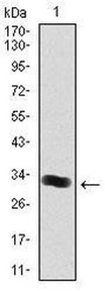 Thrombopoietin Antibody in Western Blot (WB)