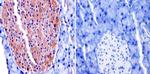 TIMP2 Antibody in Immunohistochemistry (Paraffin) (IHC (P))