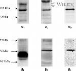 ATP1A3 Antibody in Western Blot (WB)