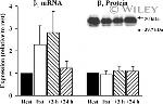 ATP1B1 Antibody in Western Blot (WB)