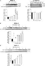 Thrombospondin 1 Antibody in Western Blot (WB)