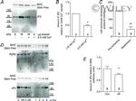 JPH2 Antibody in Western Blot (WB)