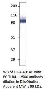 TLR4 Antibody in Western Blot (WB)