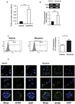 CD284 (TLR4) Antibody