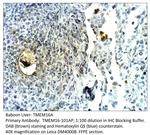 TMEM16A Antibody in Immunohistochemistry (Paraffin) (IHC (P))