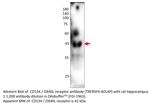 CD134/OX40L receptor Antibody in Western Blot (WB)