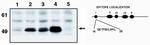 p53 Antibody in Western Blot (WB)