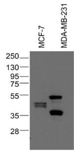 p53 Antibody in Western Blot (WB)