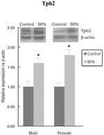 TPH2 Antibody in Western Blot (WB)