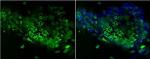 TRA-1-81 Antibody in Immunocytochemistry (ICC/IF)