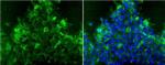 TRA-1-81 Antibody in Immunocytochemistry (ICC/IF)