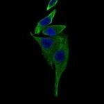 TRAFD1 Antibody in Immunocytochemistry (ICC/IF)