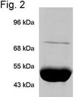 TRAP1 Antibody in Immunoprecipitation (IP)