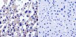 TRAP1 Antibody in Immunohistochemistry (Paraffin) (IHC (P))