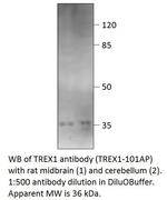 TREX1 Antibody in Western Blot (WB)