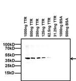 TTR Antibody in Western Blot (WB)