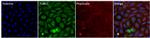 gamma Tubulin Antibody in Immunocytochemistry (ICC/IF)