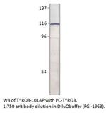 TYRO3 Antibody in Western Blot (WB)