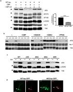 Phospho-Tau (Ser262) Antibody in Western Blot (WB)