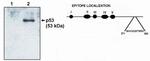 p53 Antibody in Western Blot (WB)